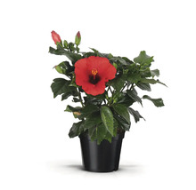 Hibiscus la ghiveci