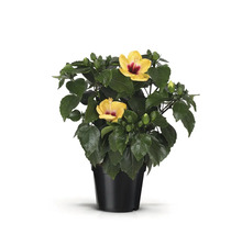 Hibiscus în ghiveci cu flori galbene