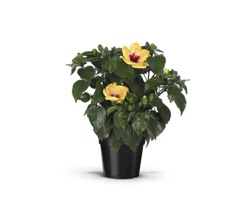 Hibiscus în ghiveci cu flori galbene