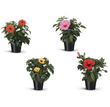 Flori de hibiscus de diferite culori în ghiveci