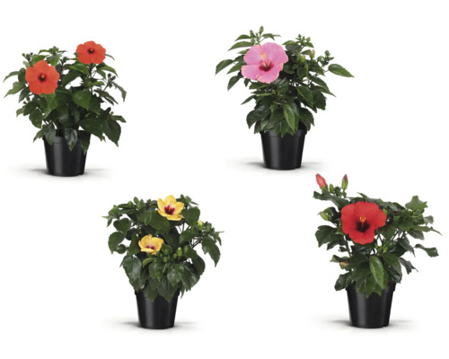 Flori de hibiscus de diferite culori în ghiveci