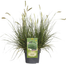 Pennisetum Alopecuroides în ghiveci