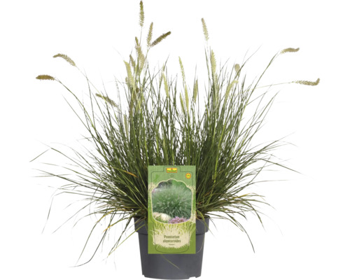 Pennisetum Alopecuroides în ghiveci
