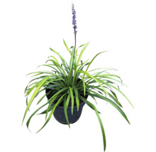 Plantă Liriope Muscari într-un ghiveci