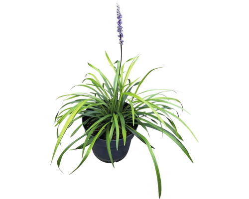 Plantă Liriope Muscari într-un ghiveci