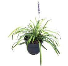 Iarbă Liriope cu floare în ghiveci