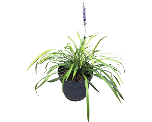 Iarbă Liriope cu floare în ghiveci