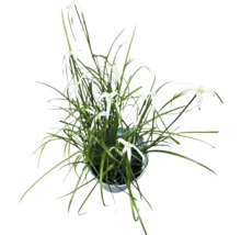 Asteraceae în ghiveci