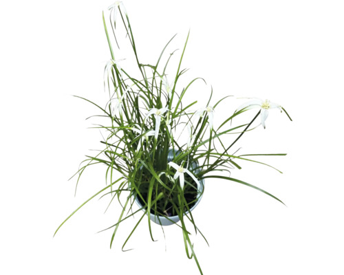 Asteraceae în ghiveci
