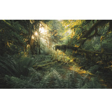 Pădure luminoasă cu ferigi și copaci acoperiți cu mușchi