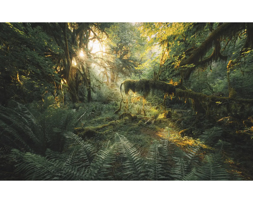 Pădure luminoasă cu ferigi și copaci acoperiți cu mușchi