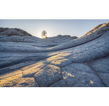 Peisaj cu copac și stânci