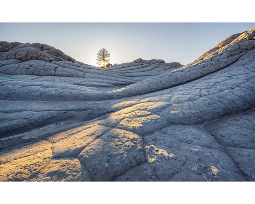Peisaj cu copac și stânci