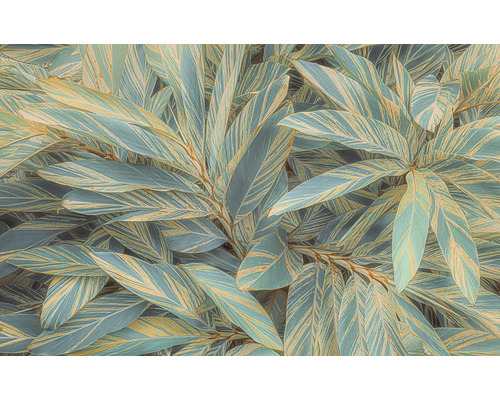 Prim-plan cu plante de ghimbir cu frunze dungate.