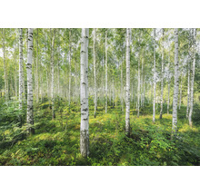 Pădure de mesteceni cu vegetație verde