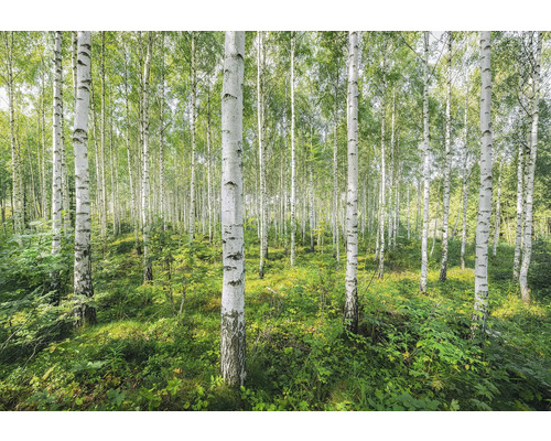 Pădure de mesteceni cu vegetație verde