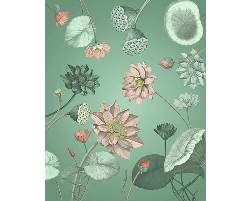 Ilustrație cu flori și frunze de lotus pe fundal uni