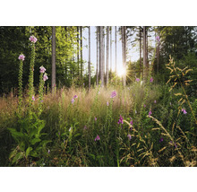 Scenă de pădure cu degeței înfloriți și copaci înalți în lumina soarelui