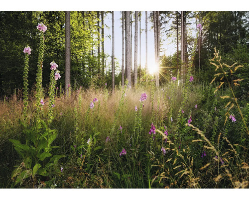Scenă de pădure cu degeței înfloriți și copaci înalți în lumina soarelui