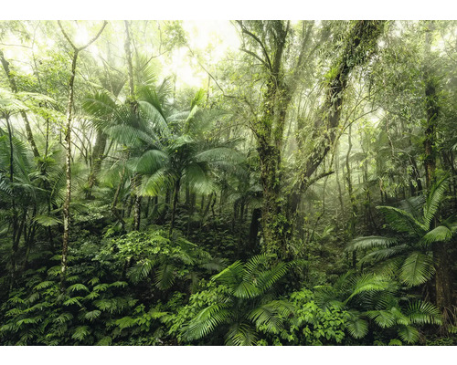 Pădure tropicală densă cu vegetație luxuriantă