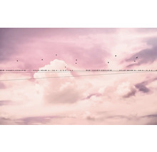 Multe păsări stau pe o linie electrică în fața unui cer înnorat.