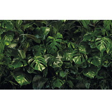 Colecție densă de frunze Monstera pentru o atmosferă tropicală