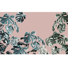 Frunze de monstera pe un fundal uni.