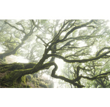 Pădure cețoasă cu copaci acoperiți de mușchi