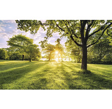 Iarbă luminoasă cu copaci și soare