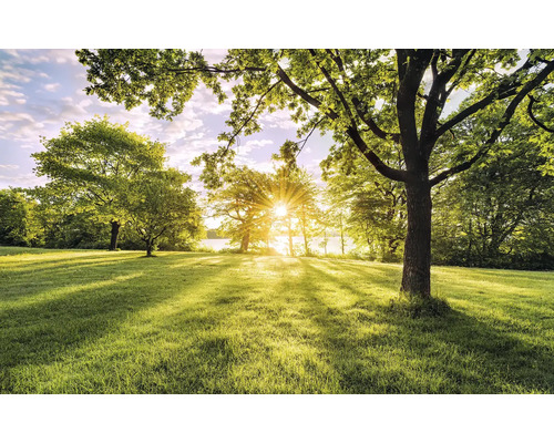 Iarbă luminoasă cu copaci și soare