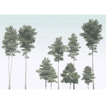 Ilustrație cu diverși arbori foioși