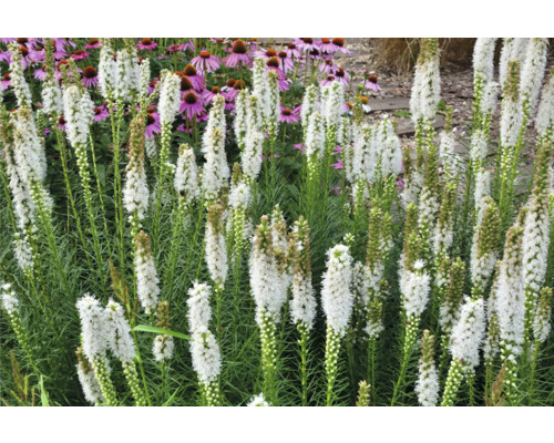 Liatris înflorită într-o grădină