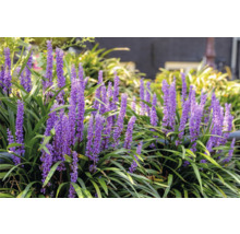 Plantă Liriope Muscari cu flori violete și frunze verzi în grădină.
