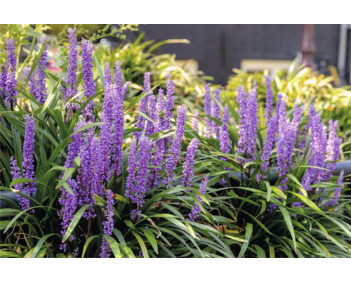Plantă Liriope Muscari cu flori violete și frunze verzi în grădină.