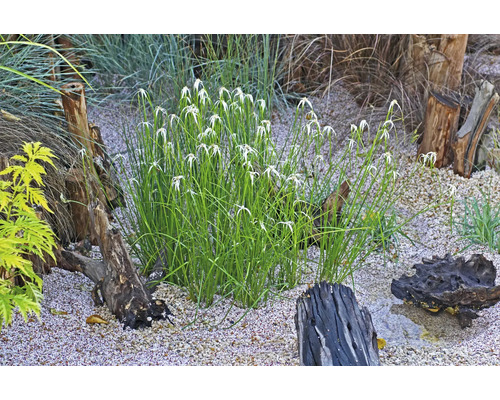 Scenă cu plante de grădină, pietre și trunchiuri de copaci