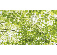 Vedere prin coroana copacilor cu frunze spre lumina soarelui