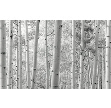 Fototapet cu motiv de pădure de mesteacăn