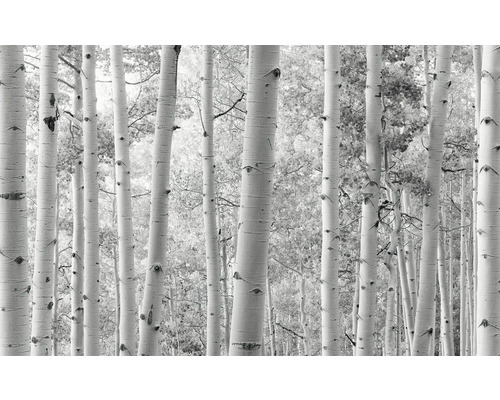 Fototapet cu motiv de pădure de mesteacăn