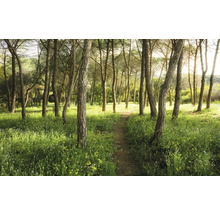 Potecă în pădure cu copaci și iarbă