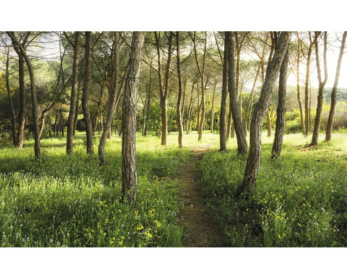 Potecă în pădure cu copaci și iarbă