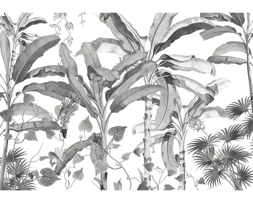 Fototapet vlies INX8-082 Croissances Monochrome 400x280 cm Ilustrație cu plante tropicale ca decorațiune de perete