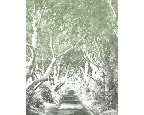 Alee cu copaci deasupra unui drum