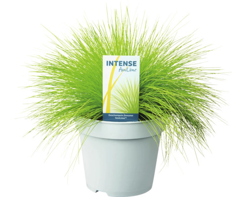 Iarbă Intense AmiLime într-un ghiveci