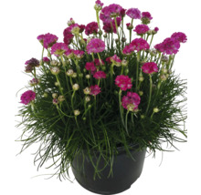 Garofiță de mare într-un ghiveci