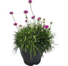 Garofiță de mare într-un ghiveci