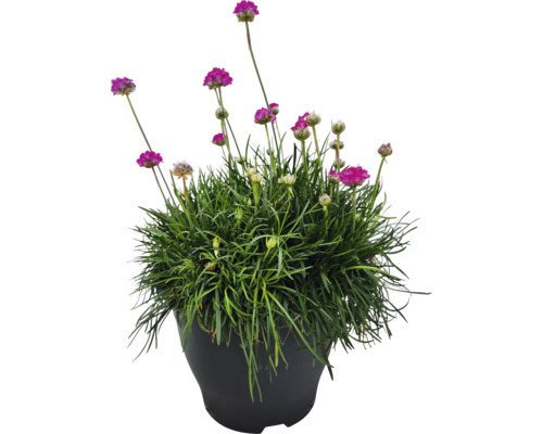 Garofiță de mare într-un ghiveci