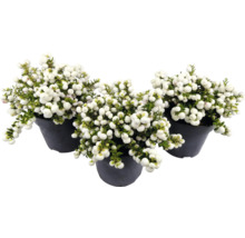 Trei plante Symphoricarpos în ghivece