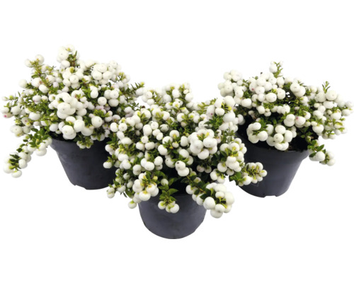Trei plante Symphoricarpos în ghivece