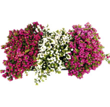 Vedere de sus a arbustului Callicarpa cu fructe de pădure