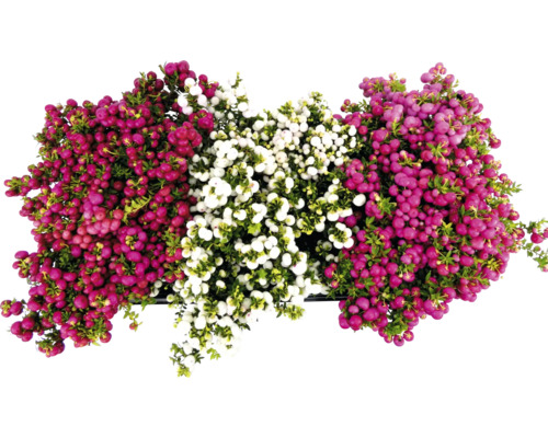 Vedere de sus a arbustului Callicarpa cu fructe de pădure